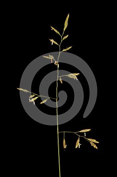 Red Fescue (Festuca rubra). Inflorescence Closeup