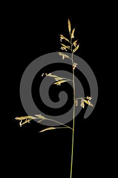 Red Fescue (Festuca rubra). Inflorescence Closeup