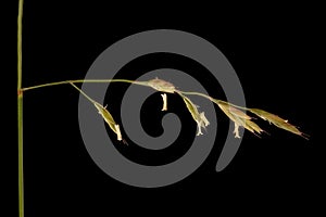 Red Fescue (Festuca rubra). Inflorescence Detail Closeup