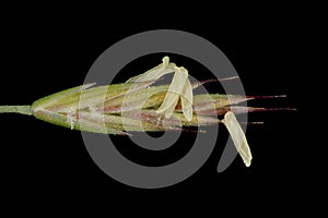 Red Fescue (Festuca rubra). Spikelet Closeup