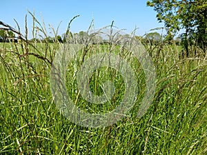 Red Fescue Grass - Festuca rubra, Norfolk, England, UK