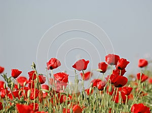 Red field