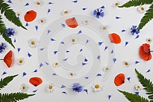 Red field poppies, daisies, cornflowers and green leaves frame on white background.