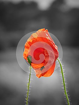 Red field poppy close up with blurred black and white background