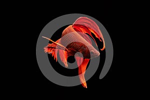 Red fighting fish,on black background.