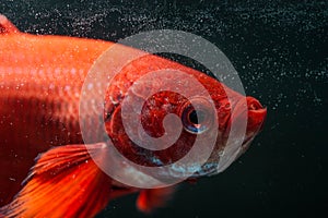 RED FIGHTING FISH photo