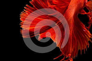 Red fighting fish tail texture isolated on black background