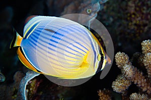 Red-fin Butterfly-fish, Maldives