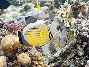 Red-Fin Butterflyfish in Marsa Alam