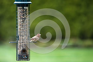 Red finch at bird feeder in spring