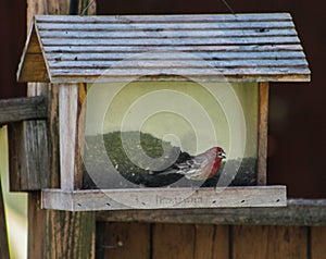 Red Finch Bird Standing on Wooden Bird Feeder