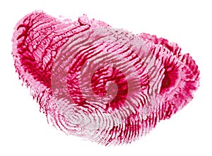 Red fingerprint isolated on white background