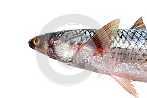 Red-finned mullet Mugil soiuy, Redlip mullet Liza haematocheilus