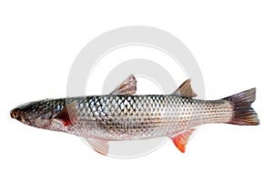 Red-finned mullet Mugil soiuy, Redlip mullet Liza haematocheilus