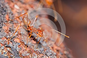 Red fire ant