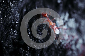 Red fire ant carrying egg