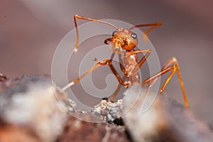 Red fire ant