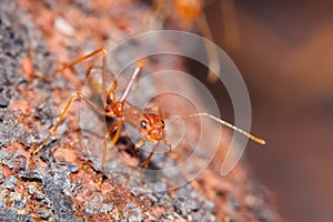 Red fire ant