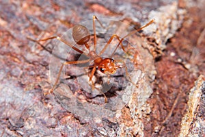 Red fire ant