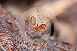 Red fire ant