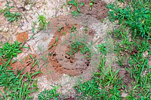 Red fire ant hill in the grass