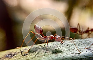 red fire ant image, micro photography