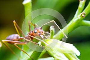 Red fire ant worker on tree