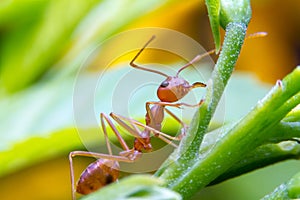 Red fire ant worker on tree