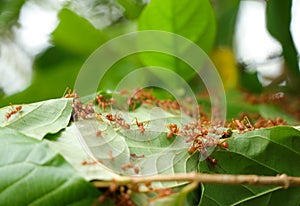 Red fire ants building nest. Ant nest with leaf on mango tree.