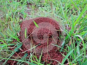 Red fire ants muddy colony house on the grass