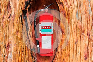 Red fire extinguisher in the tree