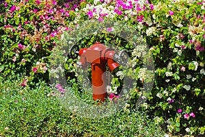 Red fire hydrant on a background of green grass. Fire hydrant or