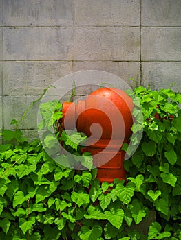 Red fire hydrant is covered with plant