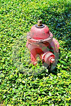 Red Fire hydrant with in grass