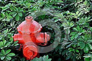 Red fire hydrant in green bush