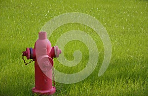 A red fire hydrant and green grass