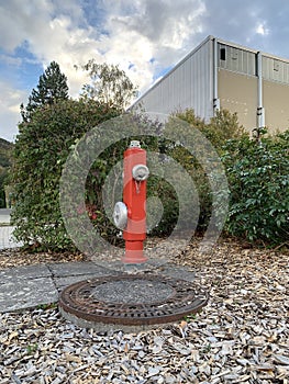 A red fire hydrant stands near a round sewer hatch. There are nearby bushes, wood chips to cover the ground