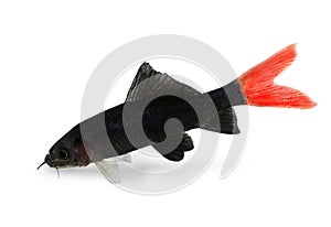 Red Fire Tail Shark Catfish Epalzeorhynchos bicolor aquarium fish isolated
