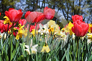 Red fire tulips photo