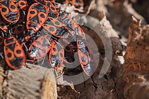 Red firebugs, Pyrrhocoris apterus a common insect.