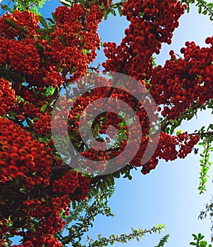 Red Firethorn Pyracantha berry evergreen shrub, closeup