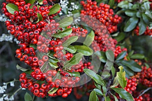 Red firethorn (pyracantha) fruits