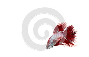 Red fish