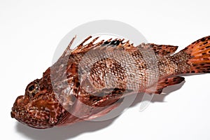 Red fish from the Adriatic Sea, Croatia