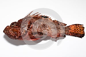 Red fish from the Adriatic Sea, Croatia