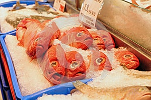 Red fish with big eyes.
