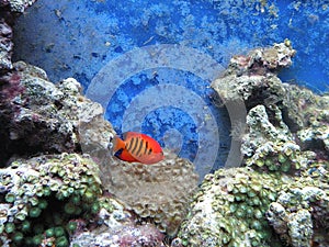 Red fish and corals