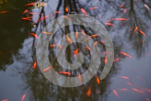 The red fish is a fish. Amazing beautiful vivid red-orange Colorful Koi fish clean water pond lake for background and wallpaper