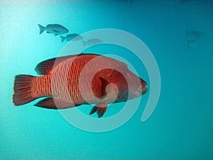 Red fish. Great Barrier Reef