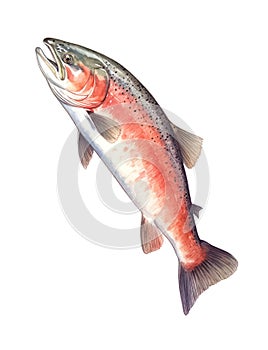 Red fish isolated on white background.